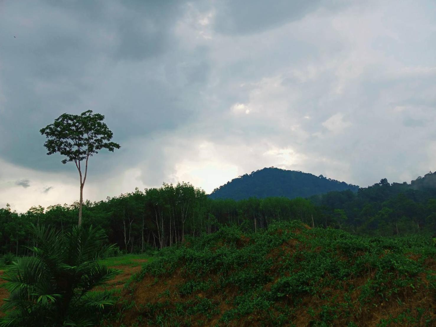 แบมบู เฮ้าส์ Hotel Khao Sok National Park ภายนอก รูปภาพ