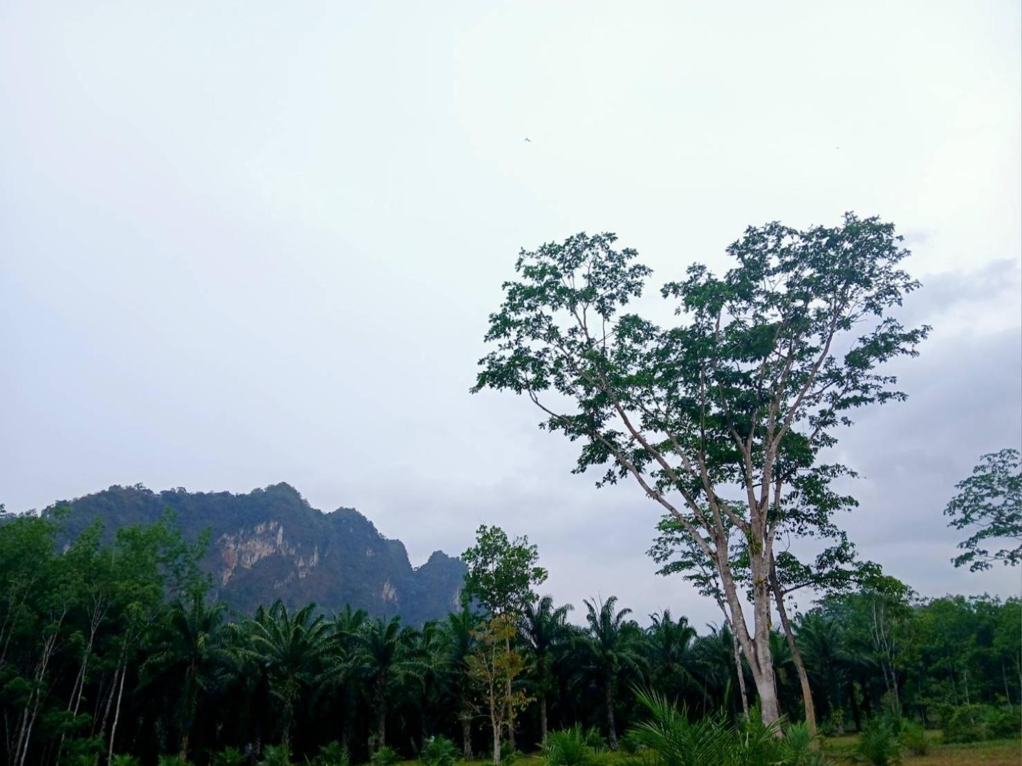 แบมบู เฮ้าส์ Hotel Khao Sok National Park ภายนอก รูปภาพ