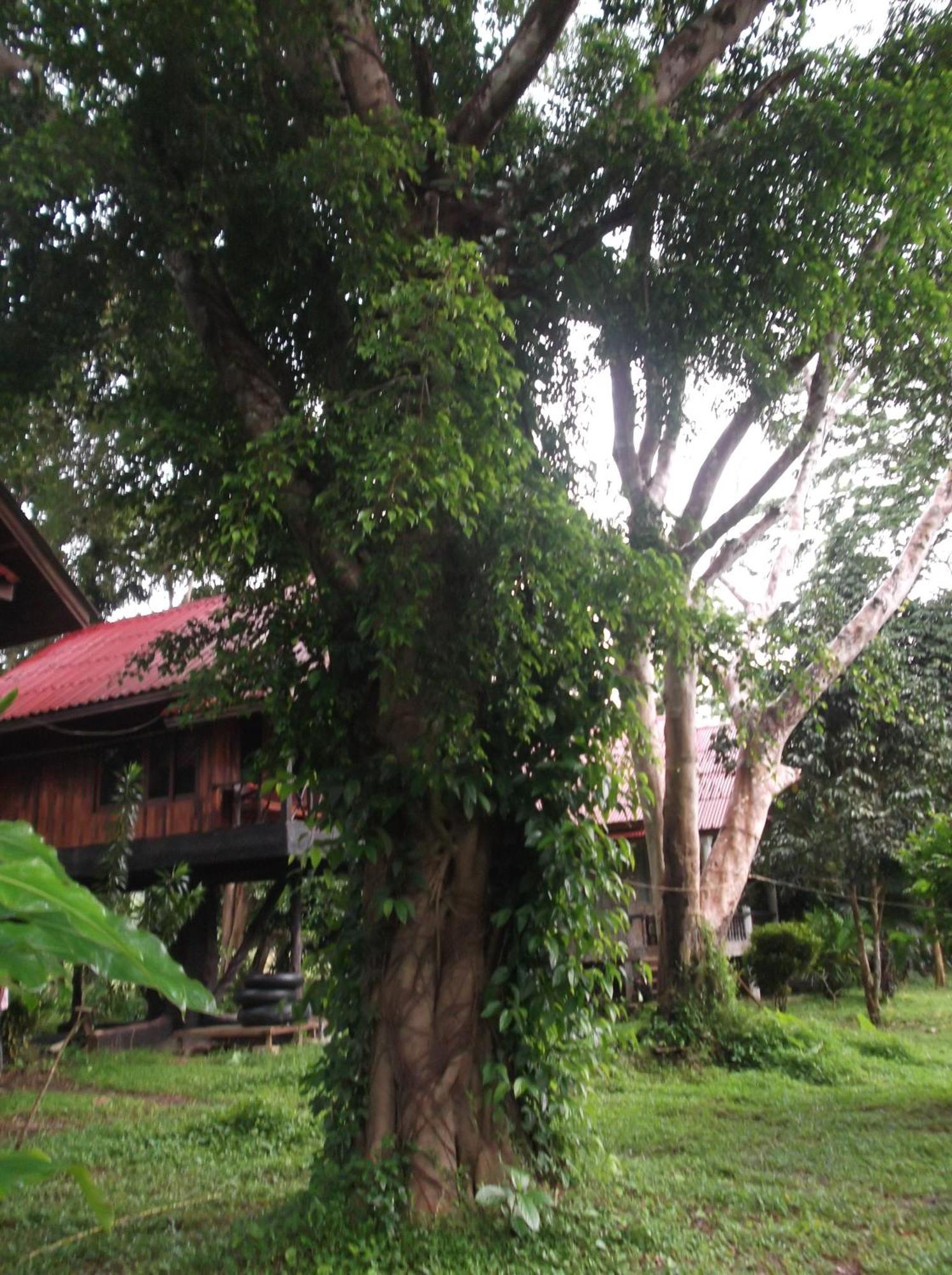 แบมบู เฮ้าส์ Hotel Khao Sok National Park ภายนอก รูปภาพ