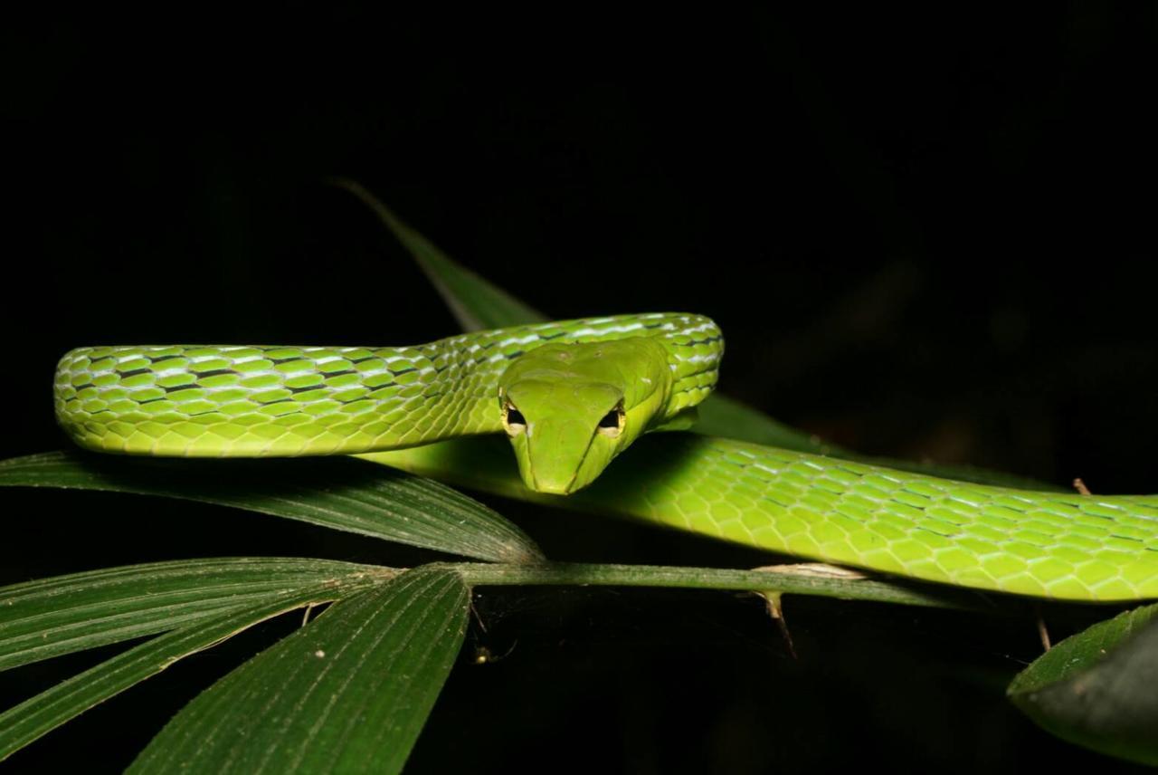 แบมบู เฮ้าส์ Hotel Khao Sok National Park ภายนอก รูปภาพ